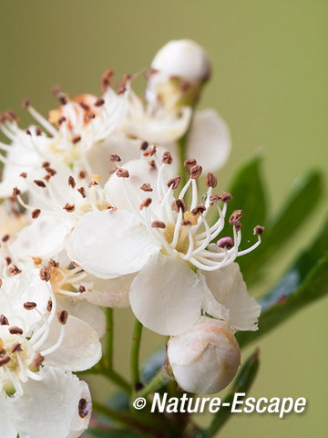 Meidoorn, bloemen, AWD7 190512