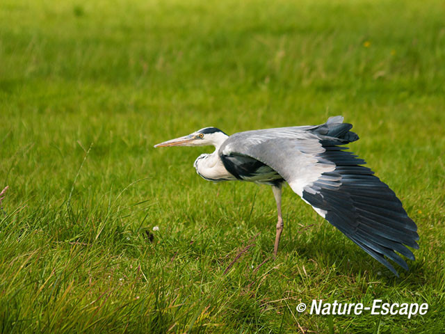 Blauwe reiger, vleugel uitrekkend, Spw1 070712