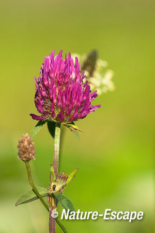 Rode klaver, detail bloem, Zwmp1 230712