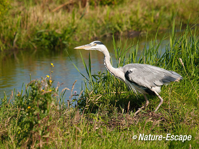 Blauwe reiger, Zwmp2 230712