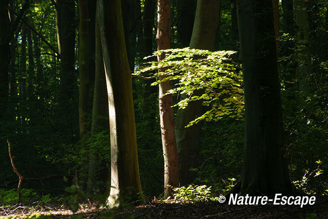 Beuk, in bos, blad in zonlicht, Elswout 1 260712