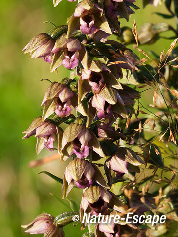 Brede wespenorchis, bloei, bloemen, NHD Heemskerk 3 100812