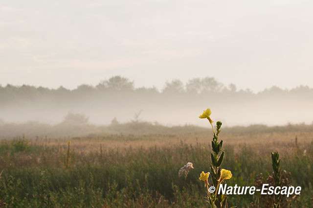 Teunisbloem, bloem, NHD Heemskerk 4 080912