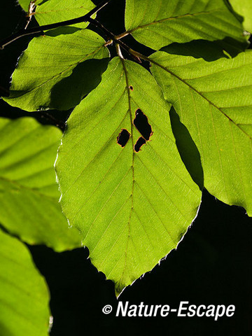 Beuk, aangevreten blad met tegenlicht, Elswout 5 260712