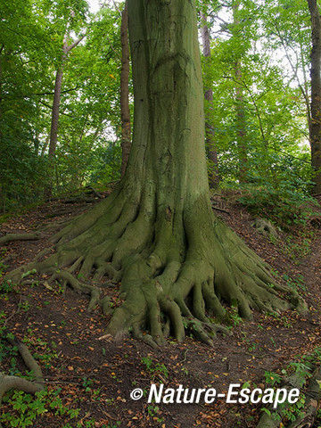 Beuk, voet van een beuk, Elswout 2 011012