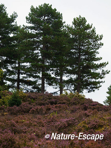 Dennen en bloeiende heide op een helling, NHD Bergen 1 100912