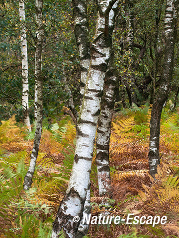 Berk, berkenstammen, adelaarsvarens, herfstbos, Groote Peel 1 131012