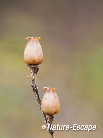 Dagkoekoeksbloem, zaaddoosjes, NHD Bakkum 1 121112