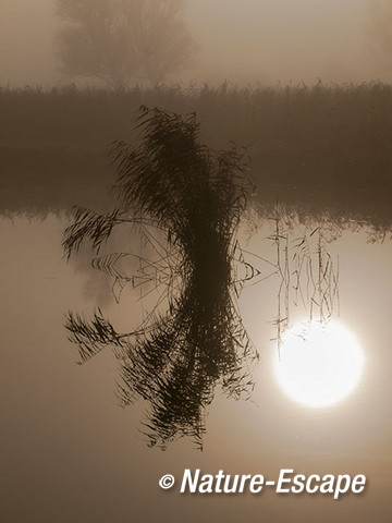 Riet, in de mist, Krommeniedijk 2 241112