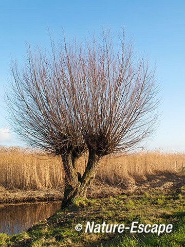 Knotwilg, bij rietkraag, Hempolder, Akersloot 3 020113