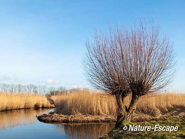 Knotwilg, bij rietkraag, Hempolder, Akersloot 1 020113