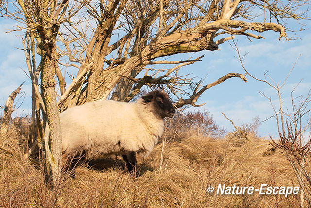 Schaap, Scottish Blackface, schurkend tegen vlier, NPZK1 120113