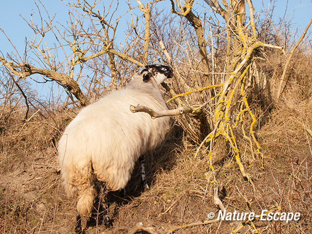 Schaap, Scottish Blackface, werk in uitvoering, NPZK1 120113