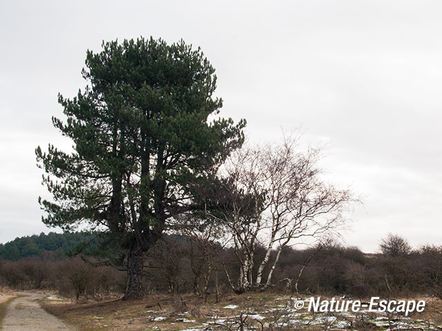 Grove den en berk, in duinlandschap, NPZK3 120113