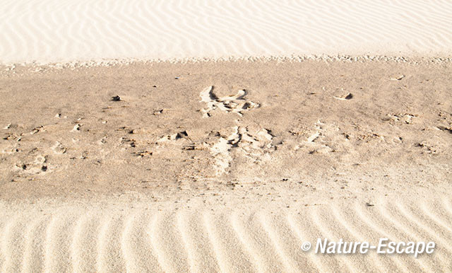 Patronen, ribbels in het zand, strand Heemskerk 1