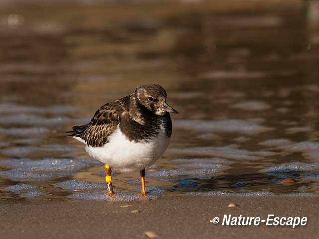 Steenloper, Strand bij De Kerf Schoorl 4 210213