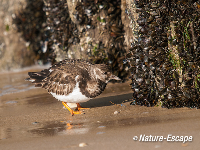 Steenloper, foeragerend, strand bij De Kerf Schoorl 2 210213