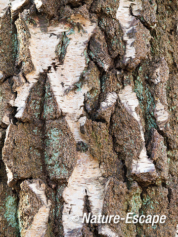 Ruwe berk, detail bast, Vinkenduin 2 220213