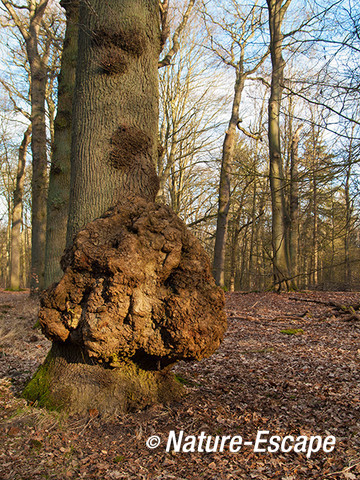 Zomereik, met maserknol, Leyduin 1 220213