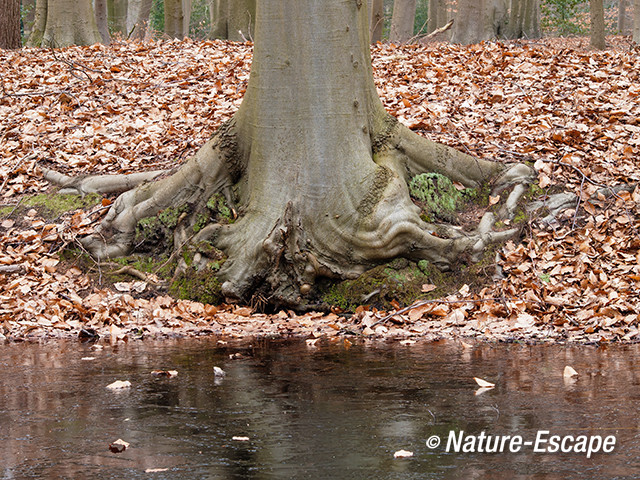 Beuk, voet van oude beuk aan het water, Hilverbeek, Natuurmonumenten 1 230213