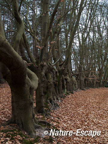 Beuk, oude beukenhaag, buitenplaats Hilverbeek, Natuurmonumenten 6 230213