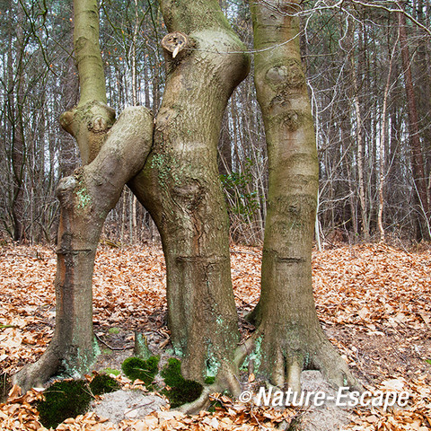 Beuk, oude beukenhaag, detail, buitenplaats Hilverbeek, Natuurmonumenten 3 230213