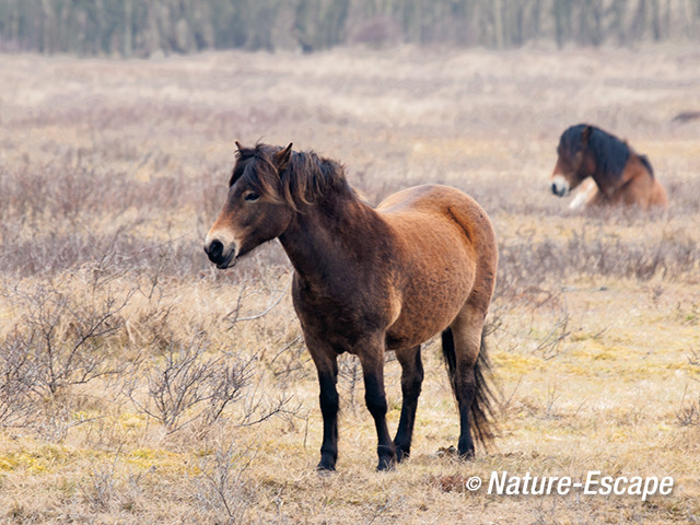 Exmoor pony, Doornvlak 2 130413