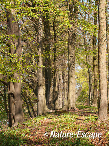 Beukenlaan, buitenplaats Gooilust, Natuurmonumenten 3 010513