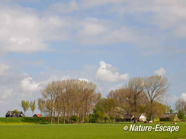 Landschap bij De Rijp, Noord-Holland 1 090513