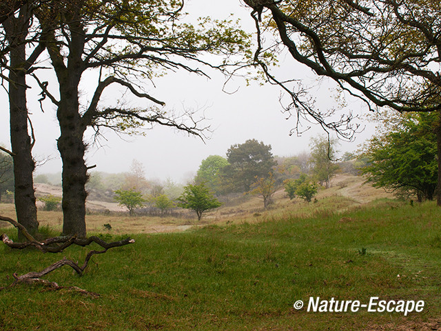 Duinlandschap, AWD1 200513