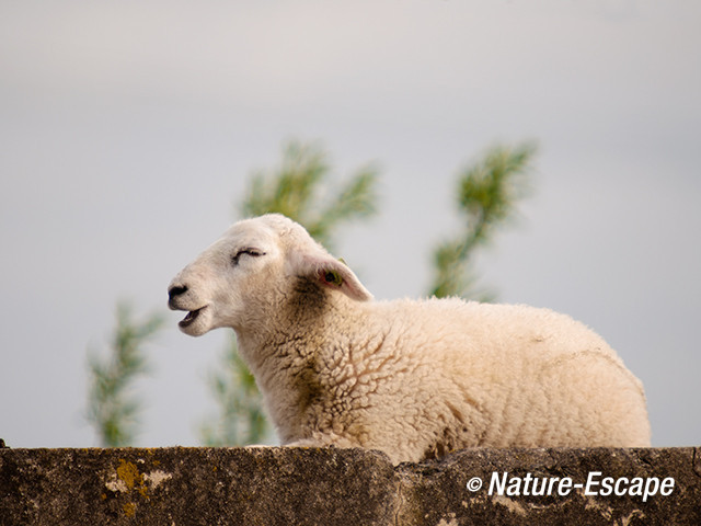 Schaap, lam, nevenbatterij aan Den Ham 1 250513