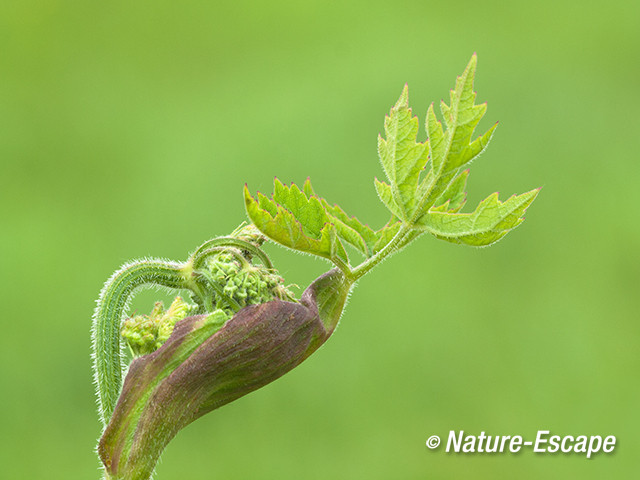 Engelwortel, ontluikende knop, Zwmp1 100713