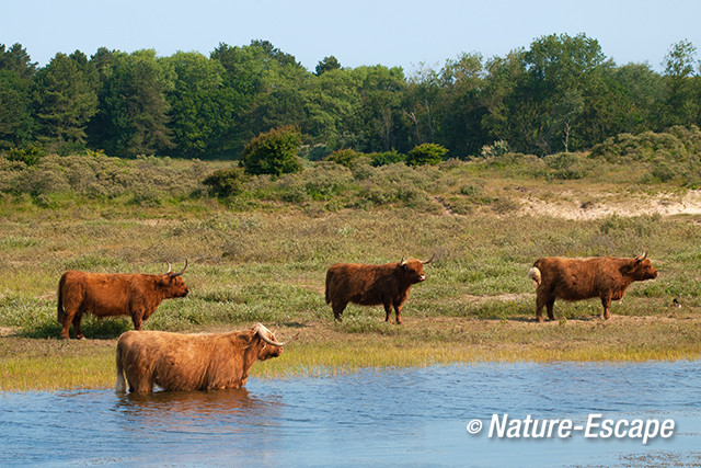 Schotse hooglanders, Dvlak1 090713