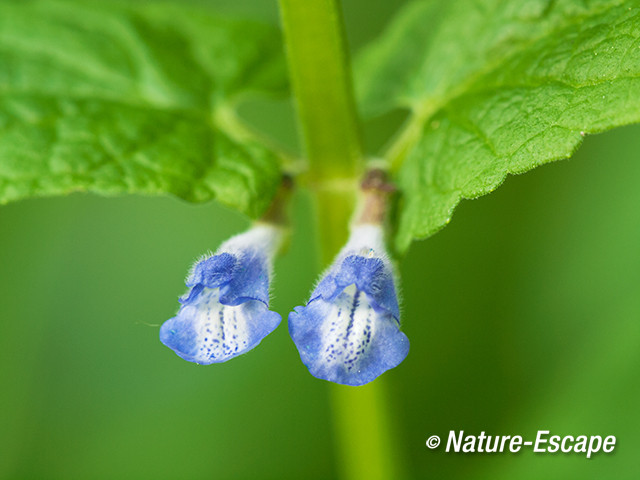 Blauw glidkruid, detail bloemen, NHD Bakkum 2 090713