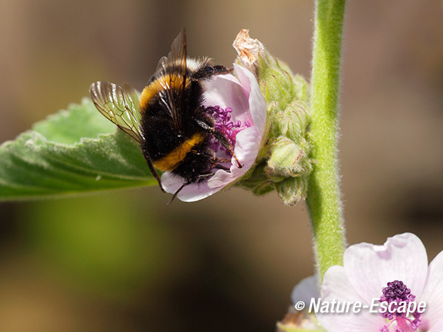 Tuinhommel, op bloem heemst, tB1 060813