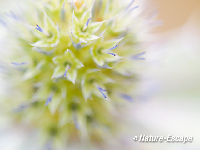 Blauwe zeedistel, detail bloemen, meeldraden, De Kerf, Schoorl 2 240813