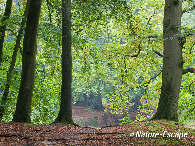 Doorkijkje, herfst, landgoed Hilverbeek, Natuurmonumenten 2 051013