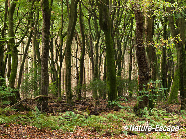 Boslandschap, Speulderbos 1 191013