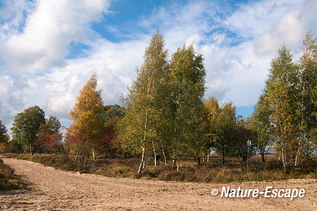 Landschap, Ermelose Heide 1 261013