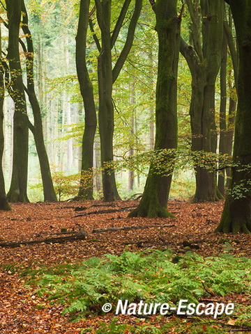 Dansende bomen, beuken, Speulderbos 3 261013