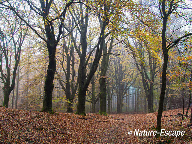 Speulderbos, herfst, herfstkleuren, mist, nevel, Speulderbos 9 161113