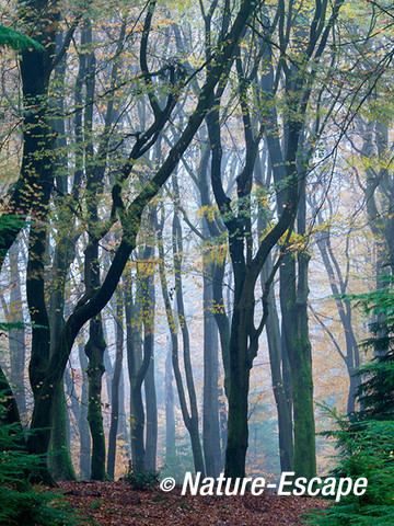 Speulderbos, herfst, herfstkleuren, mist, nevel, Speulderbos 6 161113