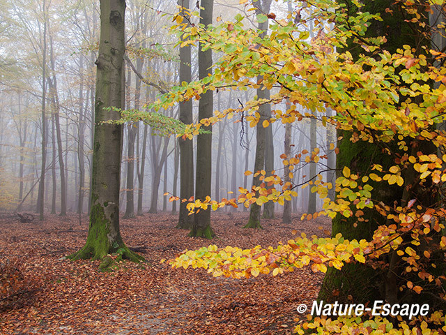 Speulderbos, herfst, herfstkleuren, mist, nevel, Speulderbos 3 161113