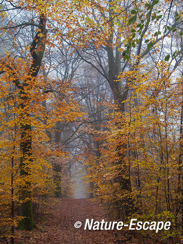 Wandelpad, herfst, herfstkleuren, Speulderbos 4 161113