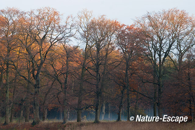 Grondmist, tussen bomen, herfst, herfstkleuren, Hilverbeek Natuurmonumenten 1 301113