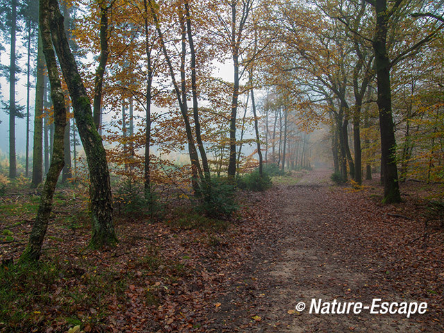 Speulderbos, herfst, herfstkleuren, mist, nevel, Speulderbos 13 161113