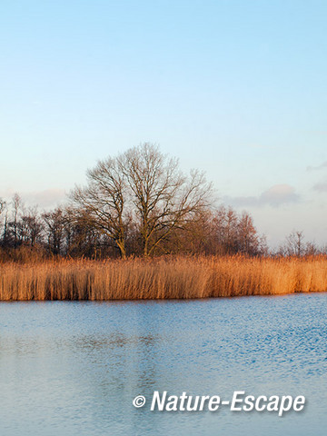 Bomen, in landschap, Ankeveense Plassen 1 291213