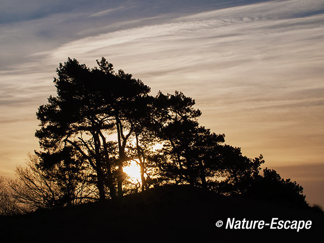 Zonsopkomst, door dennen, Kootwijkerzand 3 040114