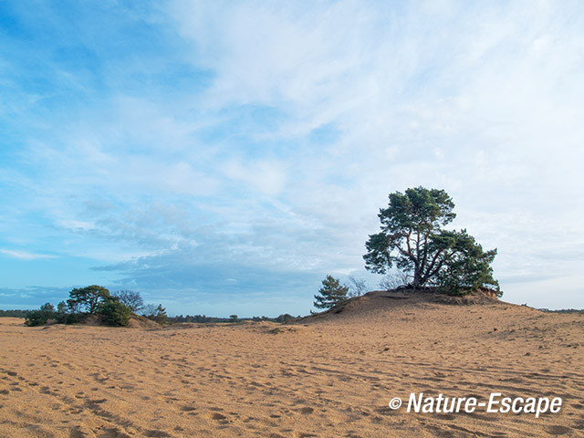 Kootwijkerzand, landschap 17 040114