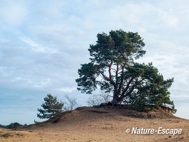 Kootwijkerzand, landschap 8 040114